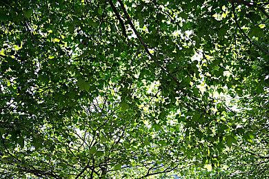 《怪物猎人:荒野》新更新本月发布 修复最新确认问题